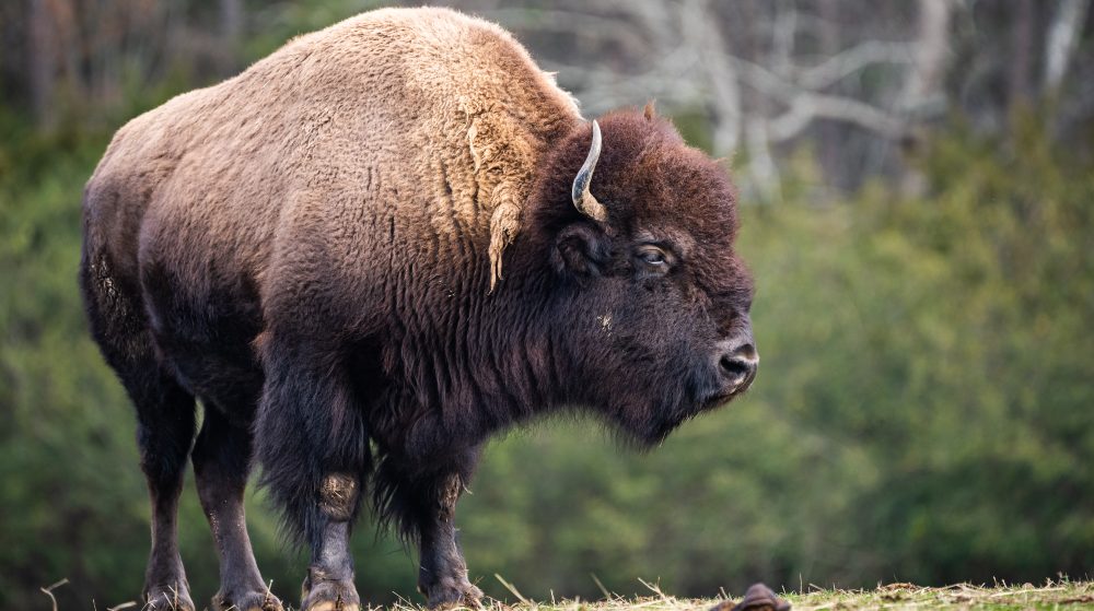 BUFFALO NICKEL CIGAR REVIEW